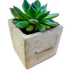 Concrete Succulents