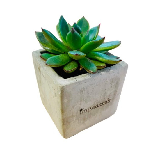 Concrete Succulents